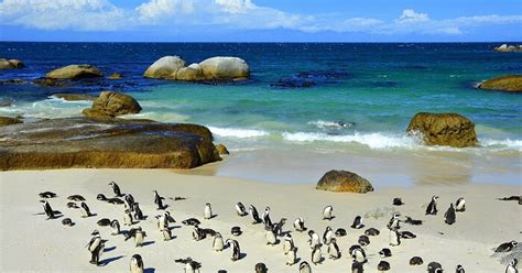 Boulders Beach: A Guide For Those Travelling To South Africa