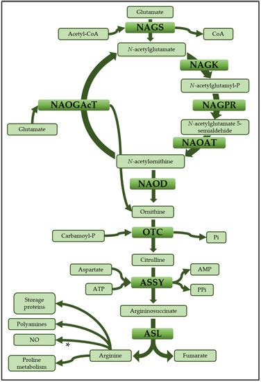 Enzymes Involved in the Biosynthesis of Arginine from Ornithine in ...