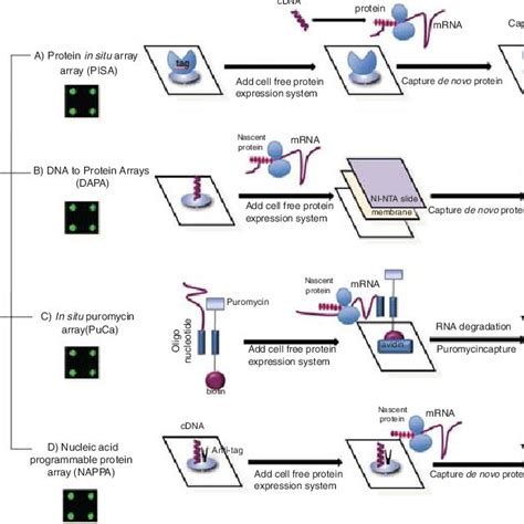 Protein Microarray Applications 的图像结果