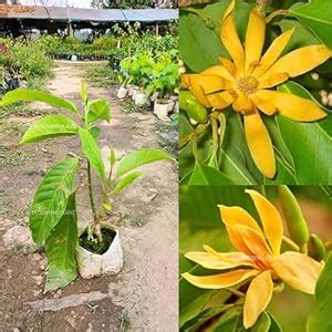 BLOOMING PLANT Golden Swarna Champa Flower Live Plant | Magnolia ...