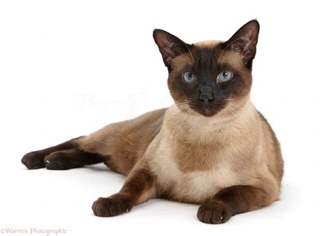 Seal point Siamese-cross cat photo WP31533