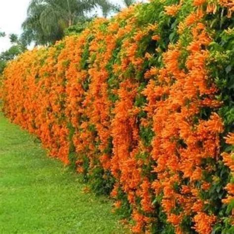 Variegated Wonders – Lalit Enterprise