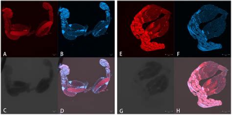 Multiple Data Demonstrate That Bacteria Regulating Reproduction Could ...