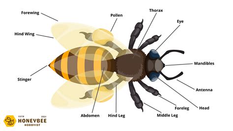 Honey Bee Anatomy: Characteristics, Graphics & Descriptions