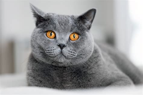 Image result for Gray Cat Rust