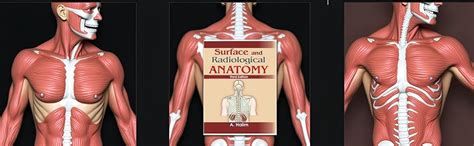 Buy Surface And Radiological Anatomy Revised 3Ed (Pb 2025) Book Online ...