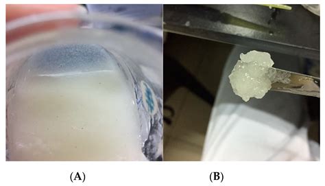 Preparation and Characterisation of Cellulose Nanocrystal/Alginate ...