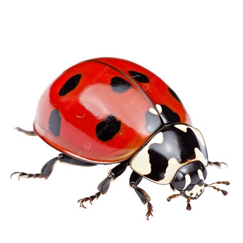 Cute Lady Bug, Little, Lady Bug, Bugs PNG Transparent Image and Clipart ...