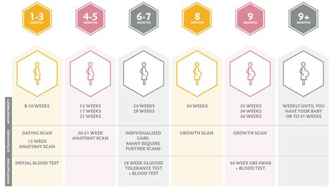 Best Obstetrician Melbourne - Pregnancy Timeline and Information