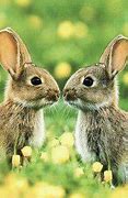 Image result for Picture of the Cutest Bunny in the World