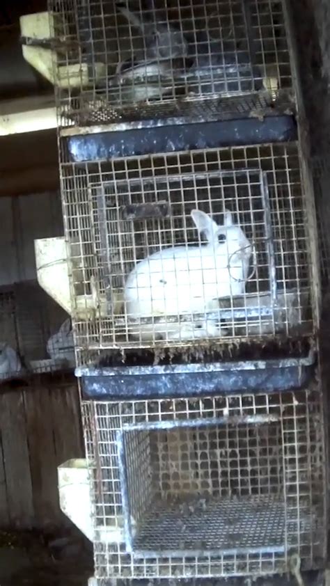 (@rabbitdotorg) • Instagram photos and videos