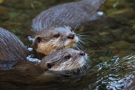Asian Small-clawed Otter — International Otter Survival Fund