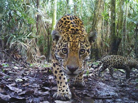 After protecting habitat for jaguars, expert believes the species can ...