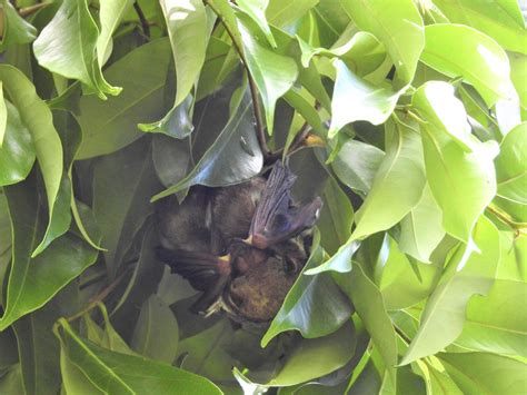 Division of Forestry and Wildlife: Wildlife Program | ʻŌpeʻapeʻa, the Hawaiian Hoary Bat - wildlife in hawaii on land