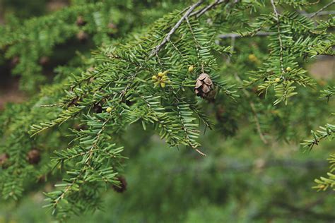 Eastern Hemlock Tree: Nature's Resilient Evergreen Guide – Grow Billion ...
