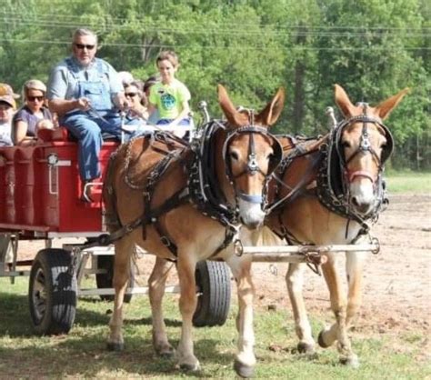Mule Rides with Jim & Jen, The Mills Downtown Bistro, Elizabeth City, 3 ...