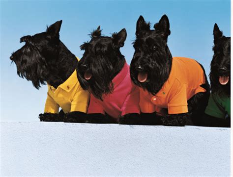 50 years of Ralph Lauren with its most iconic product – the Polo Shirt