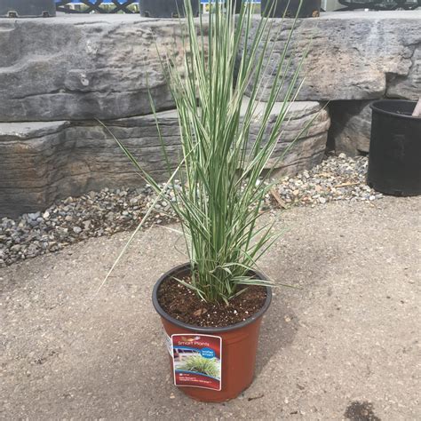 Hello Spring Ornamental Grass – Perennials (Sun) › Anything Grows