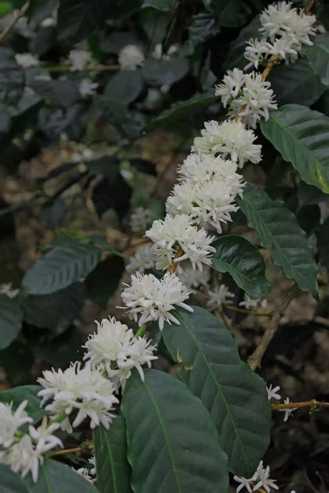 Charming Yercaud: Why a quaint hill station in Tamil Nadu is heaven on ...