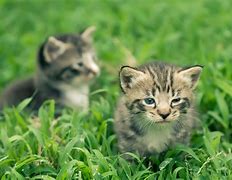 Image result for Teacup Kittens