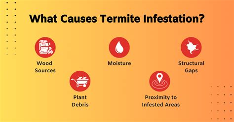 How To Spot Signs Of Termites? - Truly Blog
