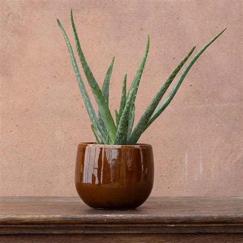 Buy Barbados aloe (syn. Aloe barbadens) Aloe vera: Delivery by Waitrose ...
