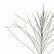 A perfect Casuarina tree plant-Savukku Maram – Santhi Online Plants