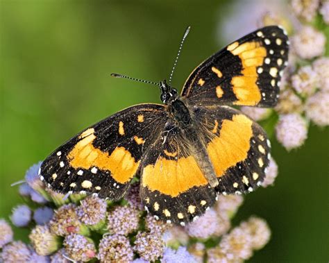 Elevation of N 10th St, McAllen, TX, USA - Topographic Map - Altitude Map