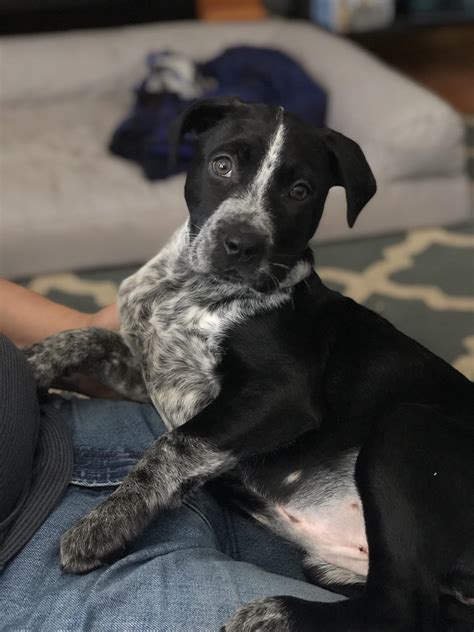 Heeler Lab Pit Mix at Pearl Jenks blog