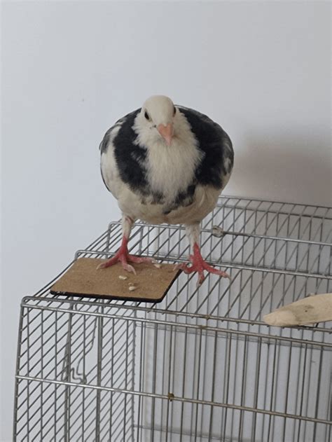 Image result for Borb Python Library Python