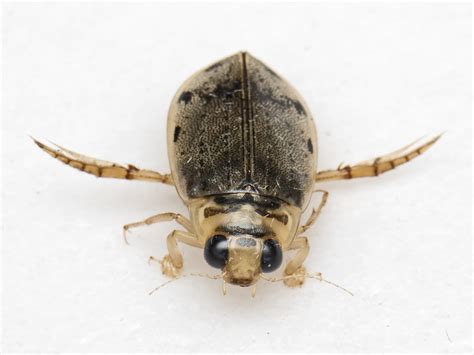 How to Get Rid of Water Boatmen in the Pool (Keep Them Out) | BugWiz