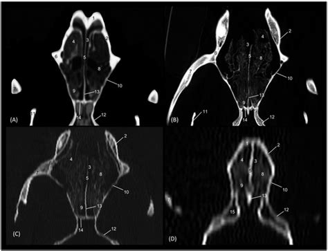The Bony Nasal Cavity and Paranasal Sinuses of Big Felids and Domestic ...