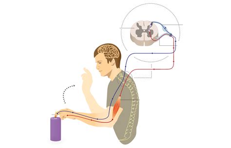 Conduction of nerve impulse, reflex action and chemical synapse — task ...