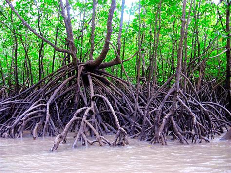 Mangroves - Environment Notes