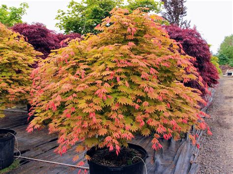 Acer shirasawanum 'Moonrise' - PP# 16718 Full Moon Maple | Maple tree ...
