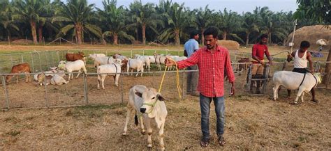 "Discover rare miniature cattle breeds like Micro Mini Cows, Punganur ...