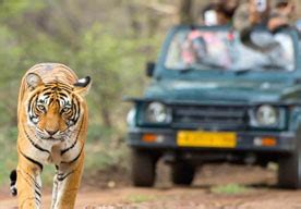Ranthambore One Night Tour with 1 Canter Safari