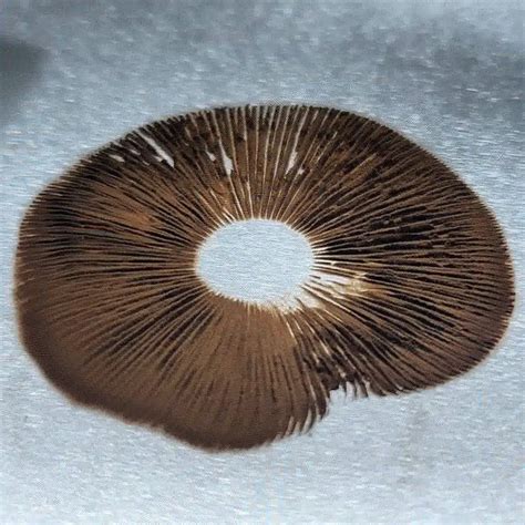 Microscopy Spores 101: A Beginner's Guide