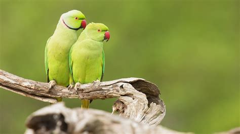 Green Parrot Bird Tree Trunk Blur Green Background Animals HD Birds ...