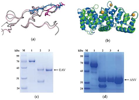 Design, Synthesis and Anti-Melanoma Activity of Novel Annexin V ...