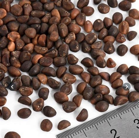 Water Spinach Seeds Water Kang Rau Muong 40gr 860 Seeds | Etsy