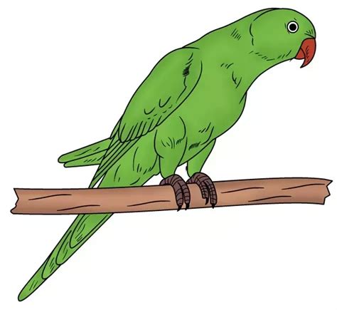 Image result for How to Draw a Parrot Two