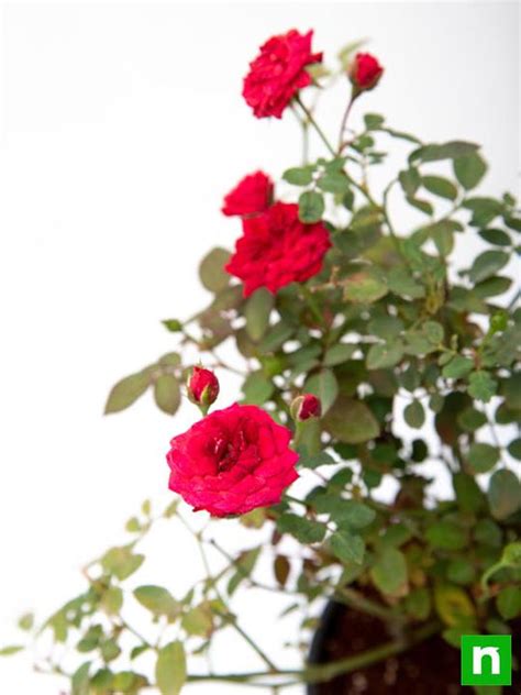 Buy Miniature Rose, Button Rose (Red) - Plant online from Nurserylive ...