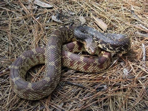 Reptiles of East Texas Longleaf Pine Forests - Texas Longleaf Team