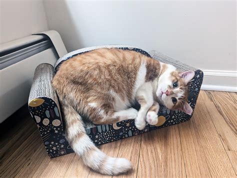 Tales of second chances for homeless pets | Best Friends Animal Society