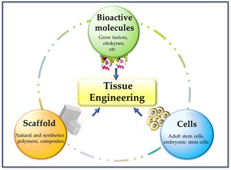 Tissue engineering Applications 的图像结果