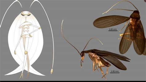 Cockroach Pokemon 的图像结果