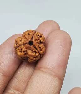 RDESIGN Natural Three Mukhi Rudraksha Original Certified 3 Mukhi ...