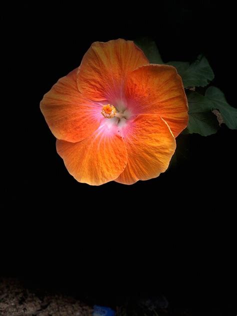 𝗧𝗛𝗘 𝗕𝗘𝗦𝗧 Hotels in Mullaitivu of 2024 (with Prices) - Tripadvisor