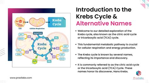 PraxiLabs -Krebs Cycle - PDF Slides (1).pdf